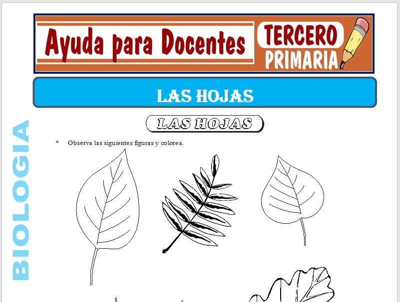 Modelo de la Ficha de Las Hojas para Tercero de Primaria