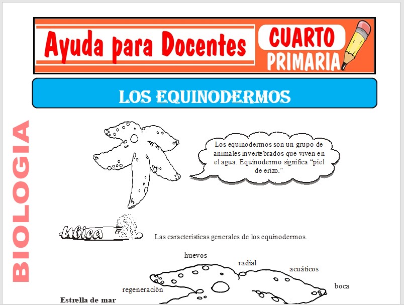 Modelo de la Ficha de Los Equinodermos para Cuarto de Primaria