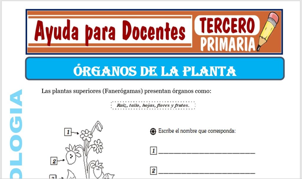 Modelo de la Ficha de Los Órganos de la Planta para Tercero de Primaria